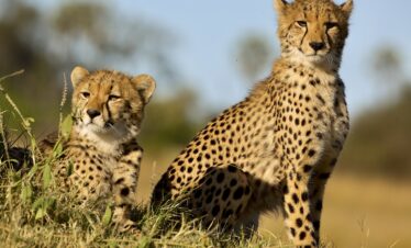 Mobile Safari zu den Highlights der Kalahari in Botswana